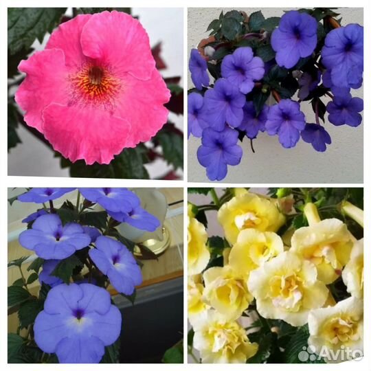 Набор ризом ахименесов