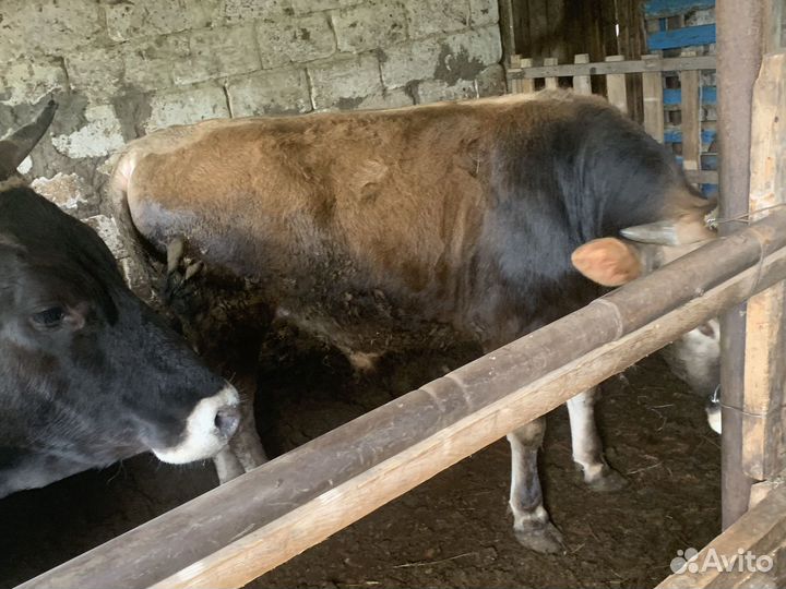 Бычок и тёлка