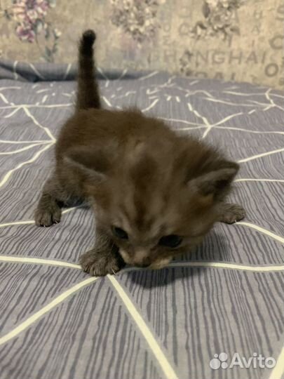 Кошечка в добрые руки