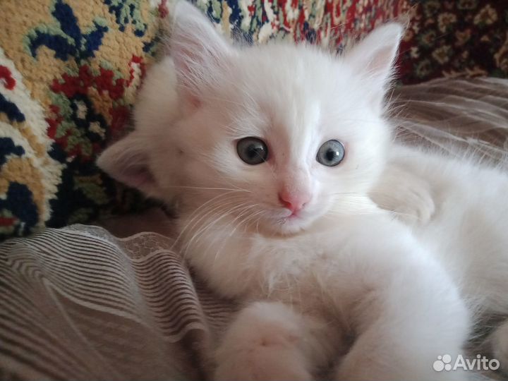 Отдам в добрые руки