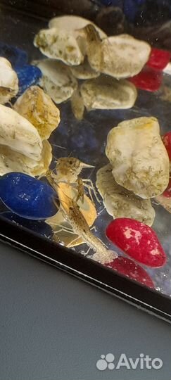 Аквариум со всем содержимым