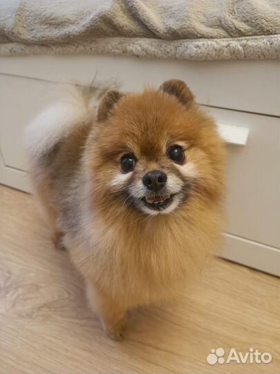 Стрижка животных / груминг