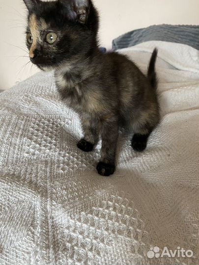 Отдам в добрые руки