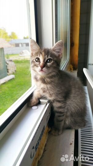 Котенок серый, дымчатый. Девочка, в добрые руки