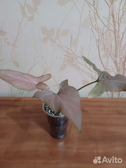 Коллекция сингониумов, драгоценных орхидей