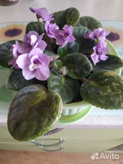 Фиалка в горшках