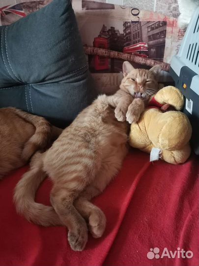 Кошки в добрые руки