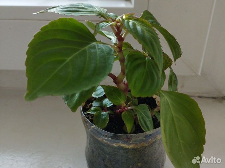 Бальзамин оранжевый махровый