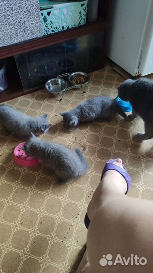 Британцы котята