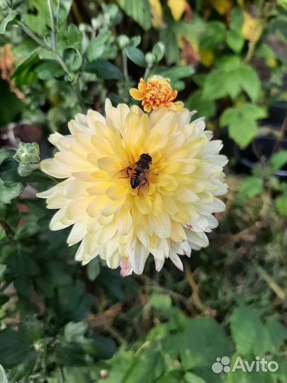 Хризантема корейская саженцы