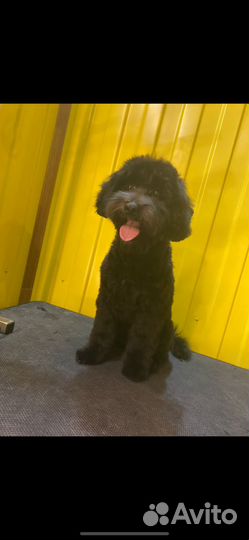 Нужны модели на груминг (стрижка)