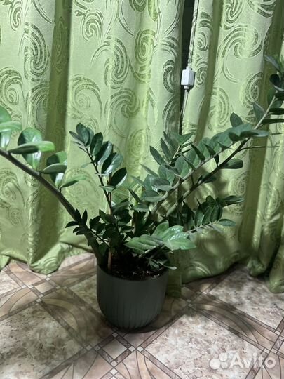 Замиокулькас