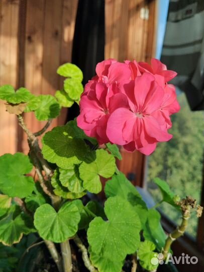 Герань пеларгония