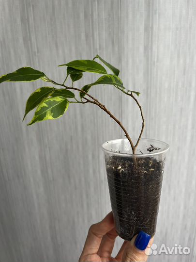 Фикус бенджамина кинки