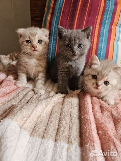 Шотландские котята