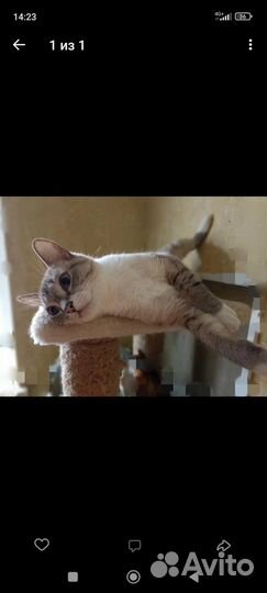 Коты в добрые руки