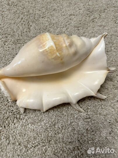 Ракушка морская большая