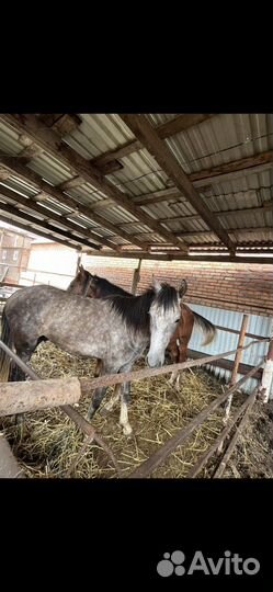 Лошадь Бартер