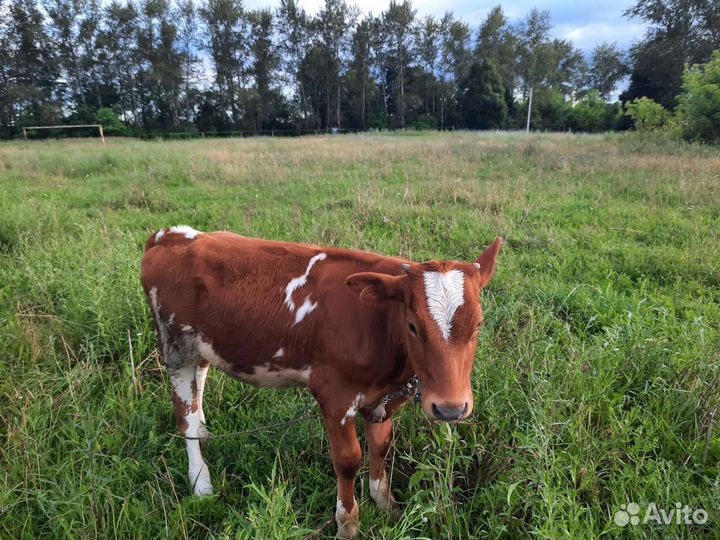 Корова дойная стельная, телка