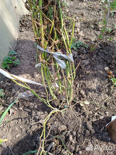 Смородина,крыжовник,плетистая роза,гортензия