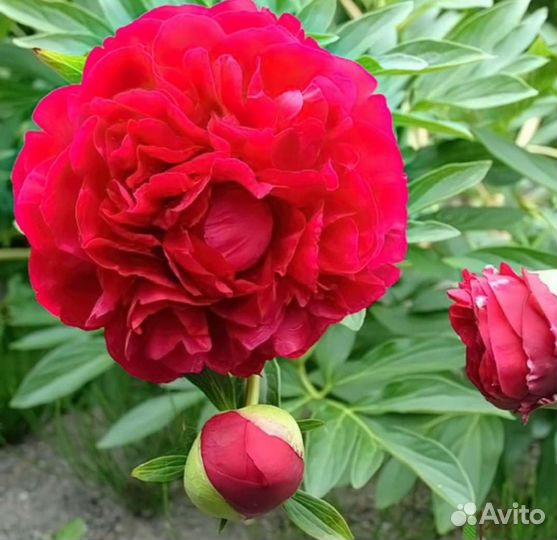 Цветы пионы