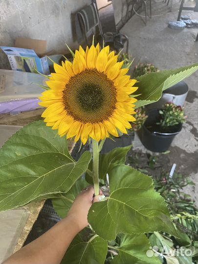 Подсолнухи цветы