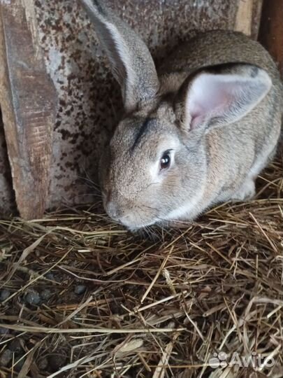 Кролики мясных пород