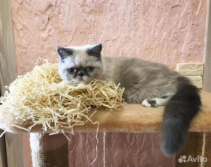 Экзотическая