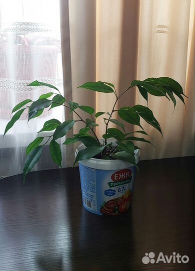 Фикус бенджамина