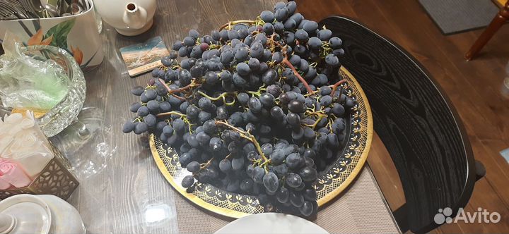 Виноград саженцы сентябрина