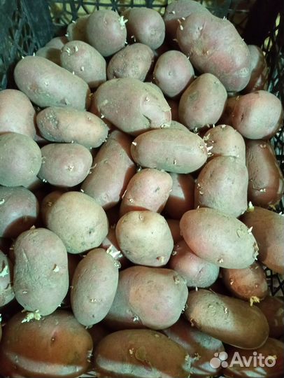 Продам семенную картошку