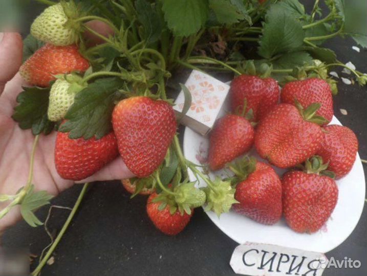 Клубника Елизавета