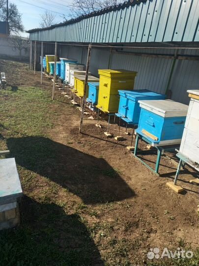 Ульи с пчелами