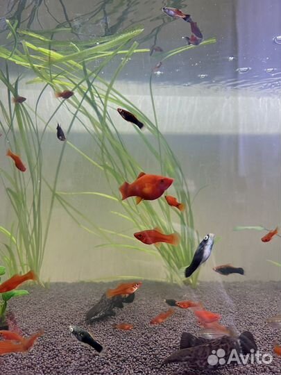 Аквариумные рыбки меченосцы