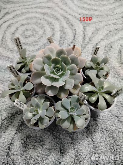 Суккуленты. Продажа излишков