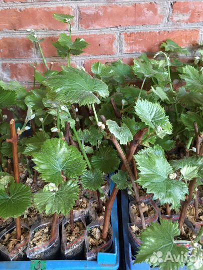 Саженцы винограда вегитирующего