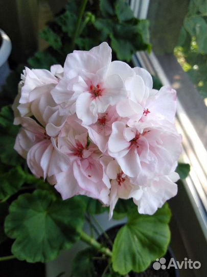 Пеларгония