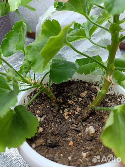 Пеларгония герань