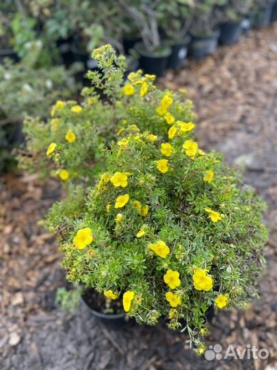 Лапчатка кустарниковая