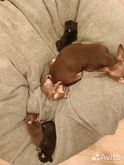 Щенки той-терьера