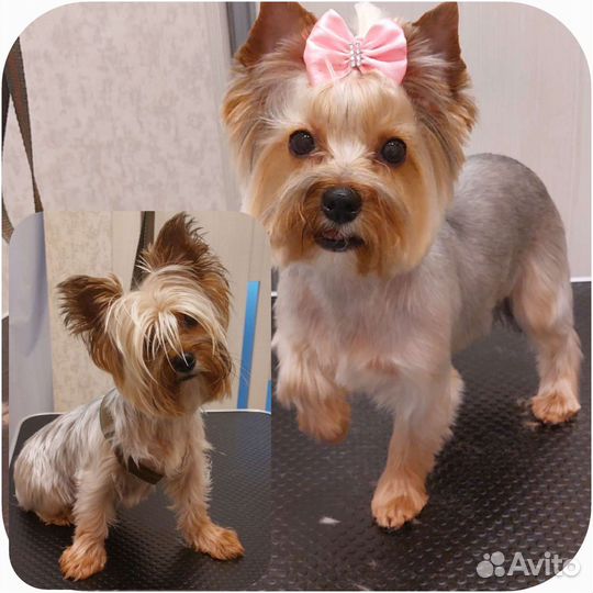 Груминг, стрижка собак