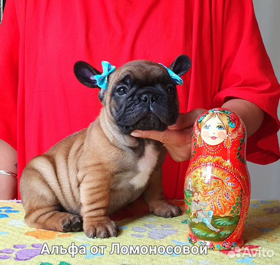 Французский бульдог щенки,Питомник РКФ
