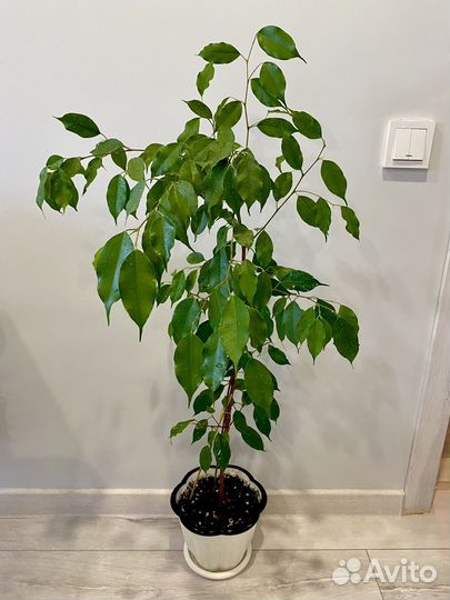 Фикус Экзотика