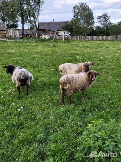 Овцы бараны