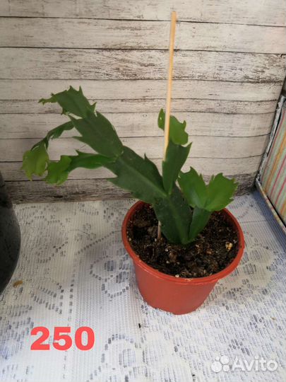 Декабрист шлюмбергера белый