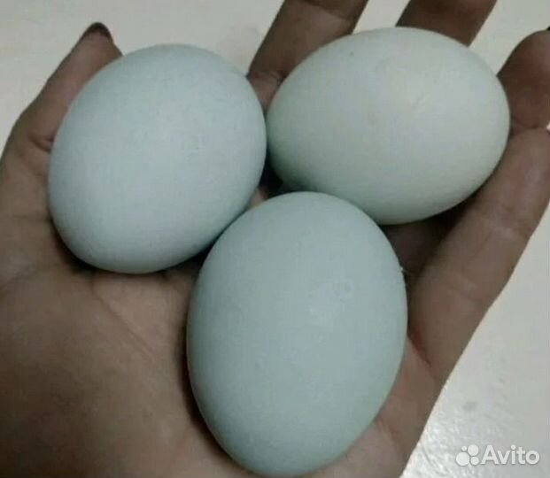 Инкубационное яйцо курицы Ухейилюй