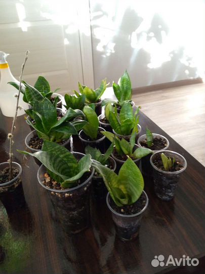 Комнатные цветы растения