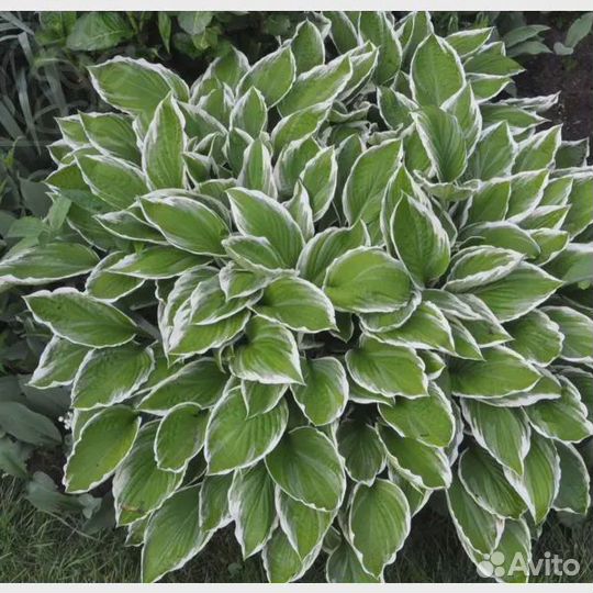 Хоста белоокаймленная