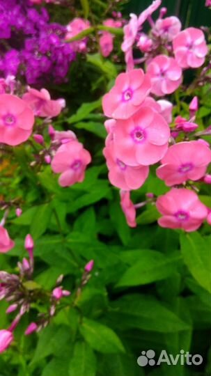 Флоксы сортовые