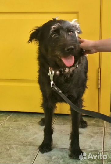 Отдадим красавицу в самые заботливые руки